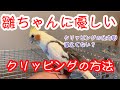 [オカメインコ］雛ちゃんに優しいクリッピングの方法＃オカメインコ＃クリッピング