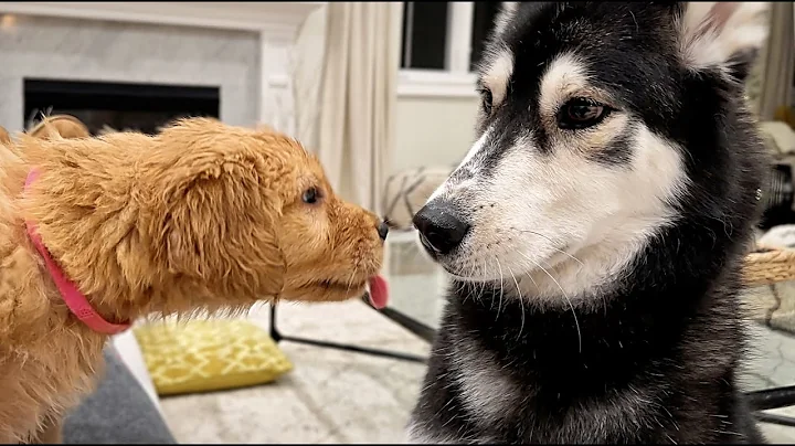 Moon & Wolfe Meet Their Future Sister
