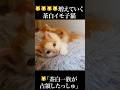 🐱🐱増えていく茶白子猫軍団🐱🐱 #cat #kitten #猫 #子猫 #ねこ #こねこ #保護猫 #shorts #猫のいる暮らし