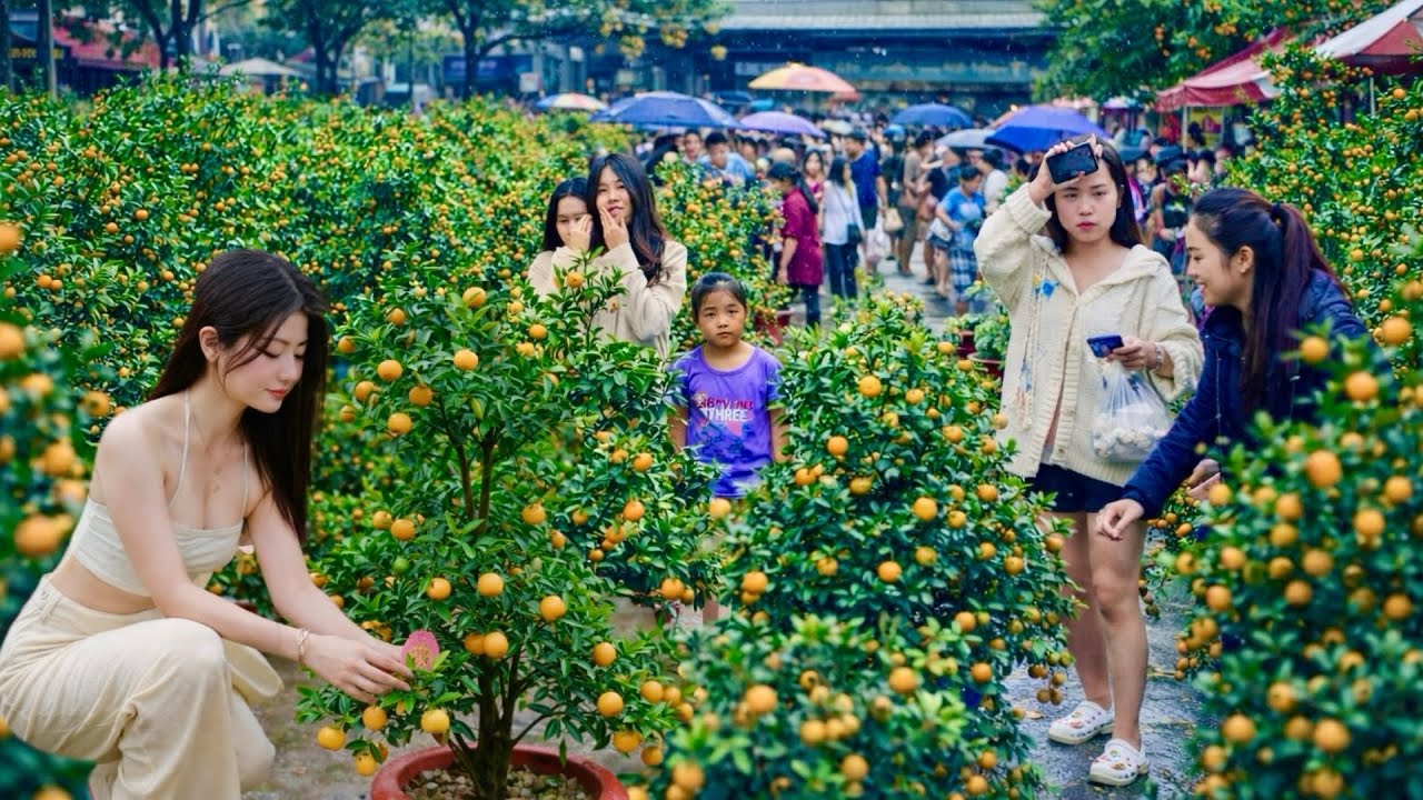 CHỢ QUẤT TẾT LẠNG SƠN - CÔ GÁI  SỐC KHI HỎI GIÁ CÂY QUẤT 2026