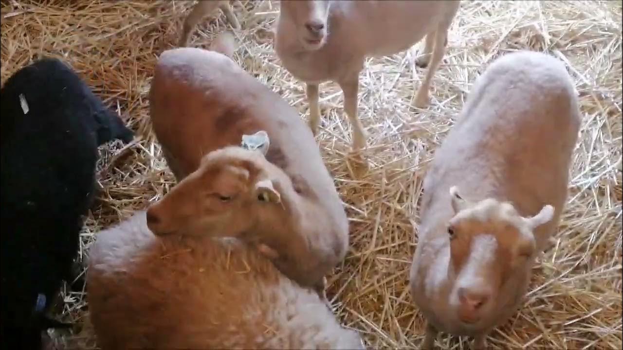 Comment S'appelle Le Cri Du Mouton www.youtube.com
