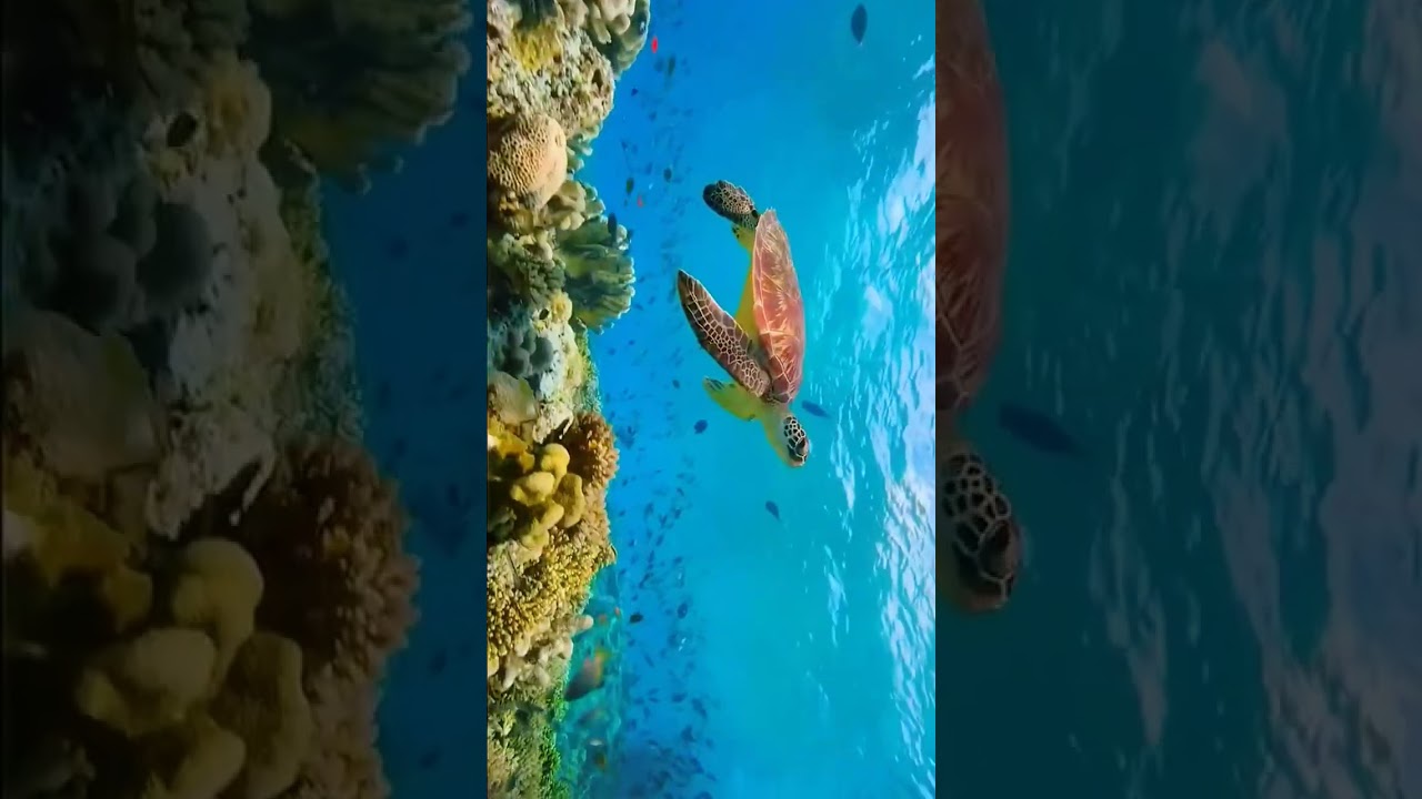 to best experience rotat your phone