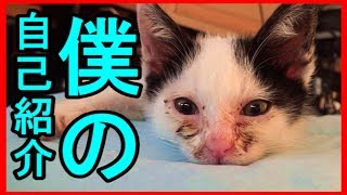 君の名は【子猫物語＃９】
