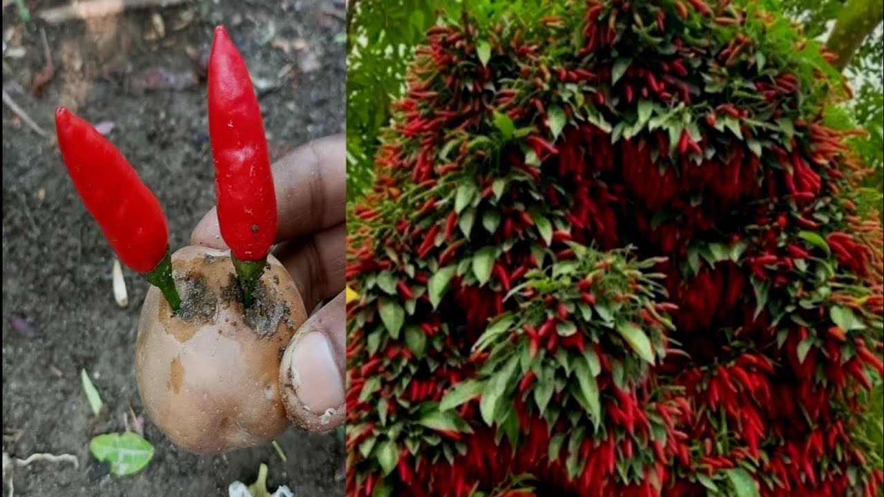 simple method propagate chilli tree with Potato || how to grow chili at ...