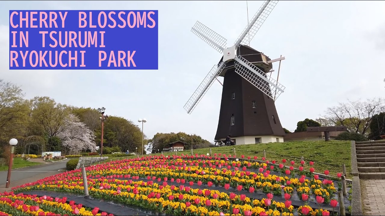 Cherry Blossoms and Windmill in Tsurumi Ryokuchi Park Osaka - HD