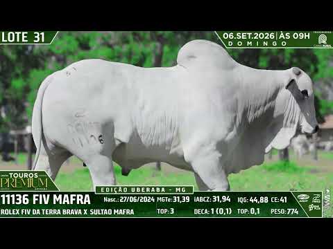 LOTE 31