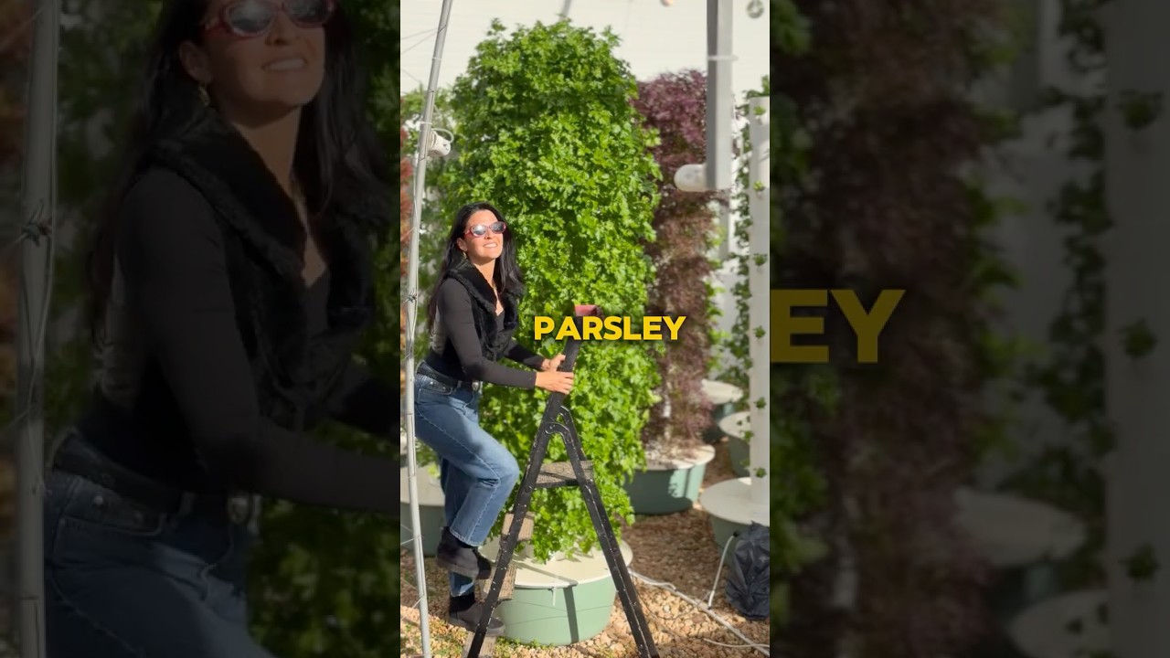 Vertical farming 52 bunches of parsley on one aeroponic tower #parsley #herbs #farming 썸네일