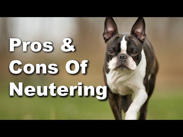 Pros & Cons Of Neutering A Male Boston Terrier - And Much More! - Youtube