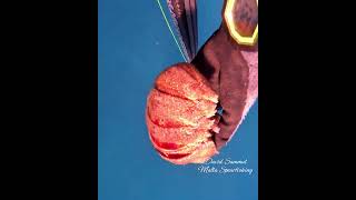 Bye Bye Slipper Lobster #fishing #pescasub #spearfishing #lobster #pesca #ocean #marinelife #viral