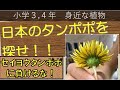 小学３、４年　身近な植物の観察日本のタンポポを探せ！