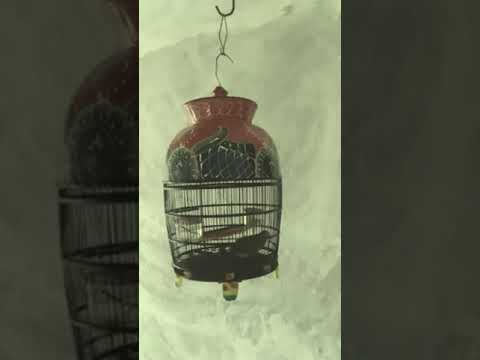 SUARA PERKUTUT BANGKOK KUK 15 UP ( Paling Banyak Dicari Orang )