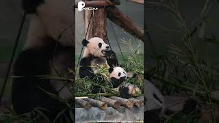 Mama's Belly = Comfy Couch