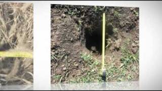 Dam Checklist: Animal Burrows