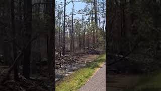Beginnings Of A Ghost Forest. Blackwater National Wildlife Refuge. Church Creek, MD. 4/23/26