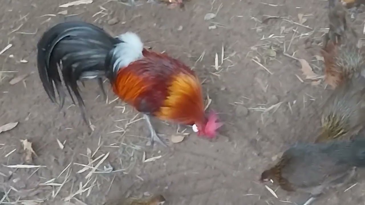 ฟาร์มเพาะเลี้ยงไก่ป่าเพื่อความสวยงาม #ไก่ป่า ลูกผสม #SD Channal กินเลาะเที่ยว
