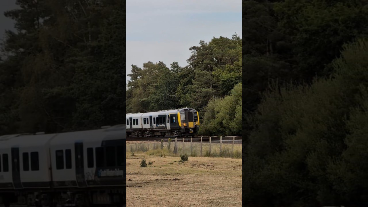 Trains in "New forest" 