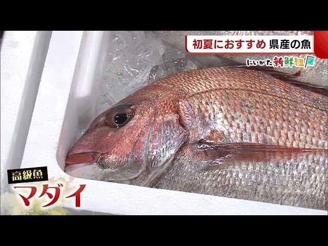 にいがた新鮮組〉初夏にオススメ！マダイ・マアジ お手頃価格で
