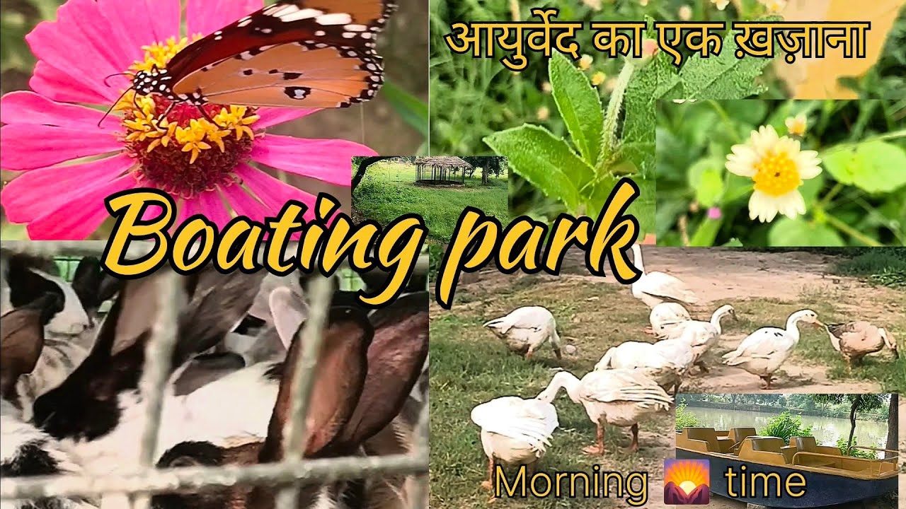 KV daily vlog # मुझे मिला 🌿 आयुर्वेद का एक ख़ज़ाना 🌿#Boating🌅Park🌼 #🦚 peacock 🦚