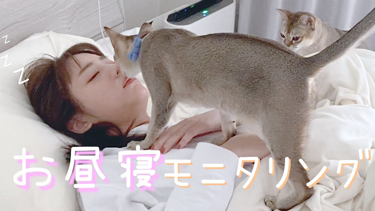 お天気キャスター終わりのお昼寝に、にゃんずは付き合ってくれるのでしょうか…？