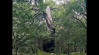 Veteranisation - euthanising Sherwood Forest's Oaks in the name of conservation!