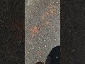 Walking on gravel 😍 ASMR crunchy