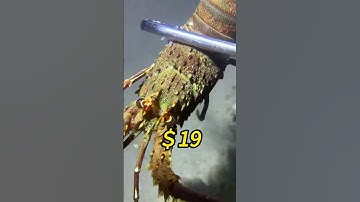 Full Process of Catching Eels, Crabs & Sea Cucumbers Underwate #eels #fishing #eelcatch