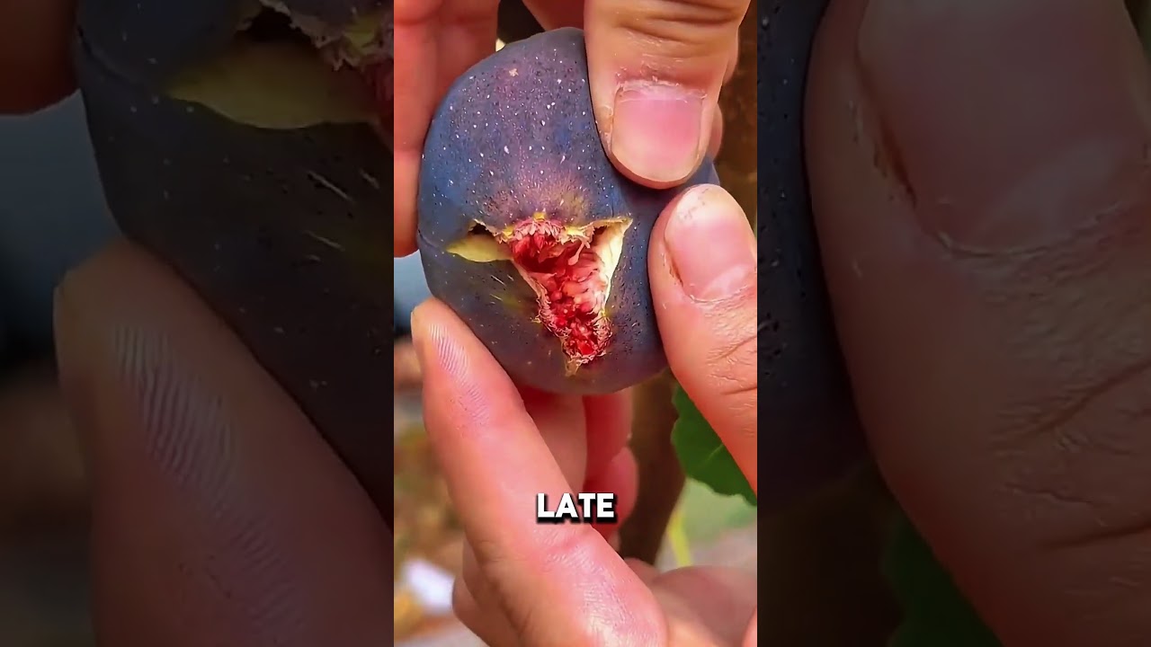 Фрукты, способствующие расщеплению жиров. | 