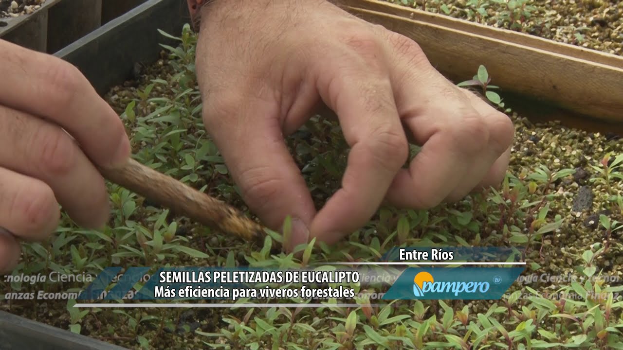 Semillas peletizadas de eucalipto