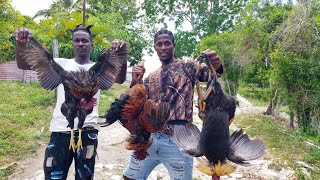 Epic catch N cook wild roosters | French fried style Jamaica