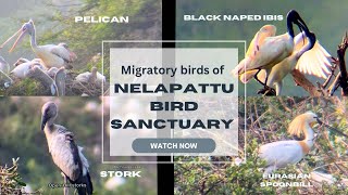 Birds of Nelapattu Bird Sanctuary Tour | APEXEL 60X Zoom Lens Review | One day trip #birdsanctuary