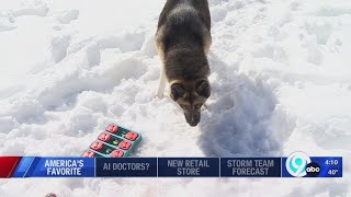 Vote for America's Favorite Pet