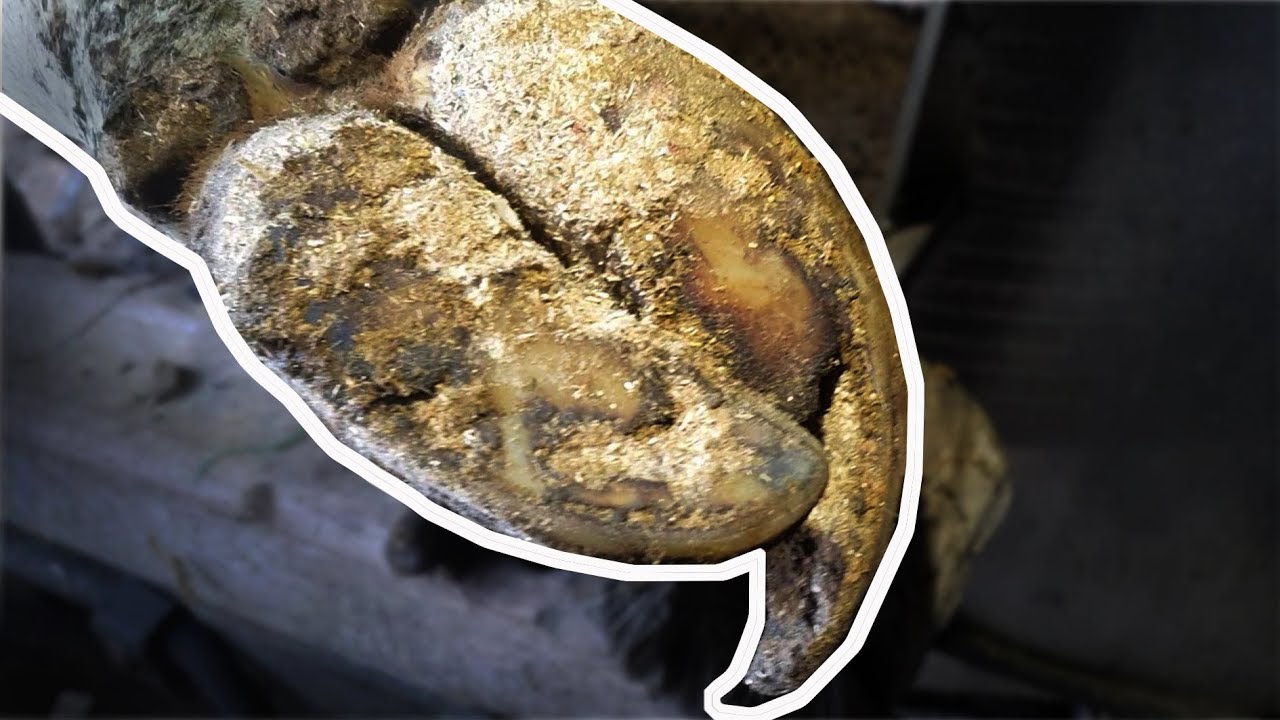 CURLY COWS FEET FIXED & TRIMMING DEW CLAWS The Hoof GP YouTube