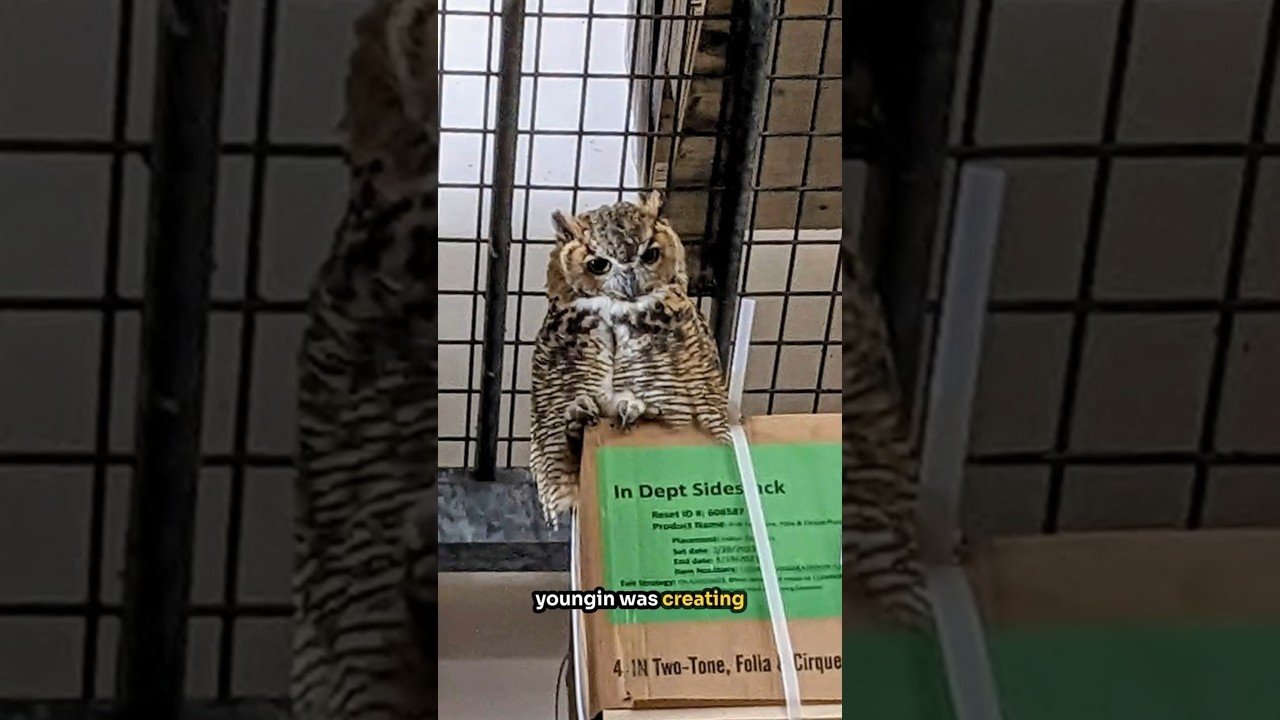 Встречи с дикими животными - Эпизод 6 - Большая рогатая сова