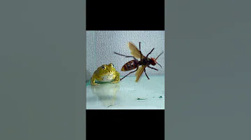 A frog grown by a giant hornet