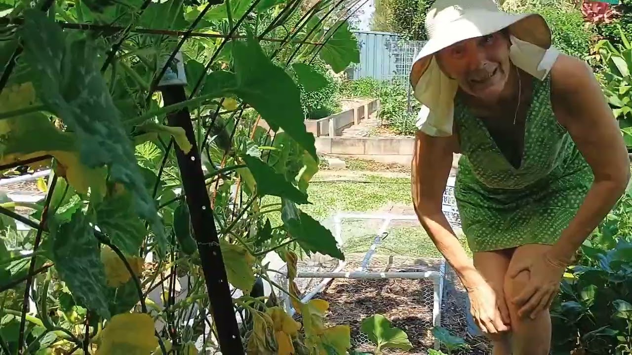 Dwarf Ducasse bananas, pumpkin arch, wasabi fountain, fig house