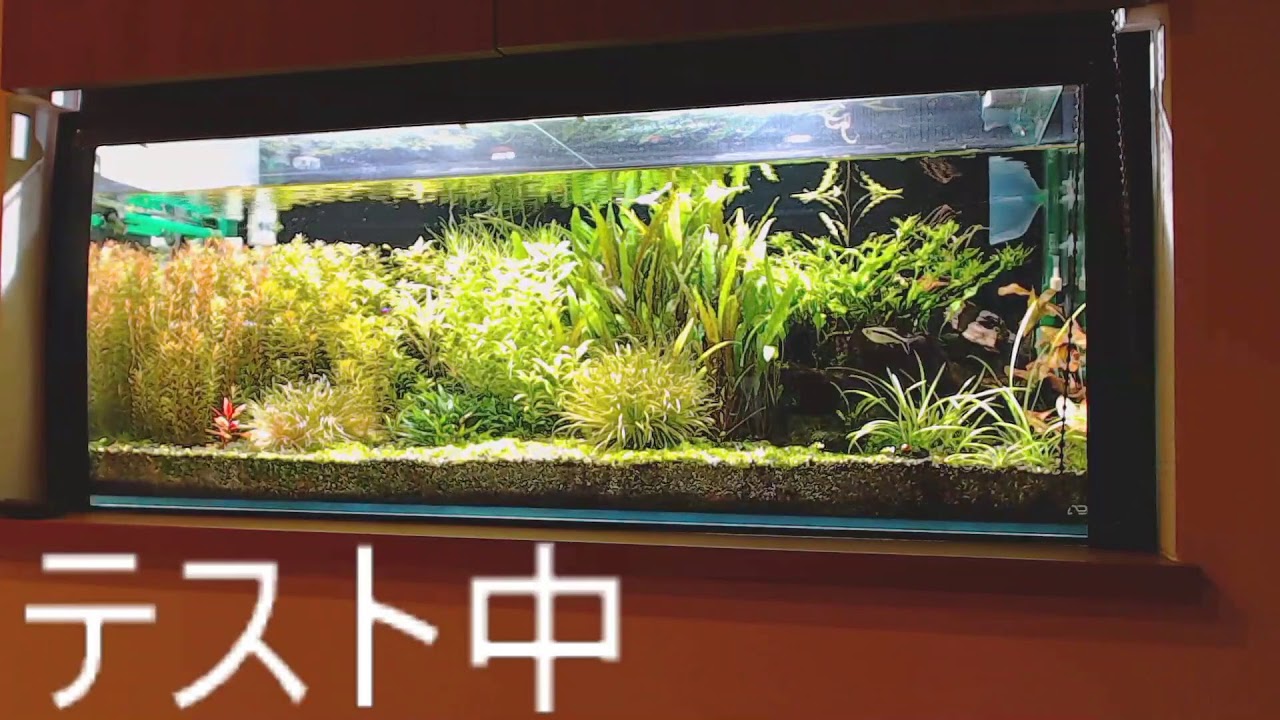 大磯砂 水草水槽live アクアリウム Youtube