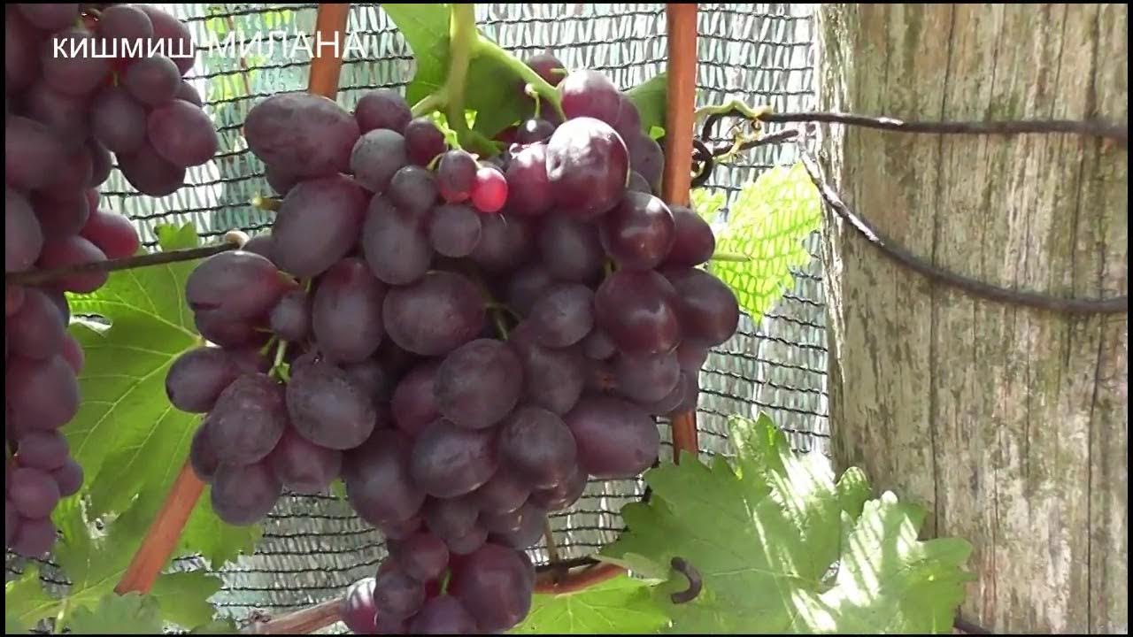 Виноград Лорус - купить Саженцы винограда в Украине ► Цена на Ecosad