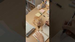 Study wm🎧📝🖇️#aesthetic #study #studywithme #minivlog #youtubeshorts #asmr #kitten #cat