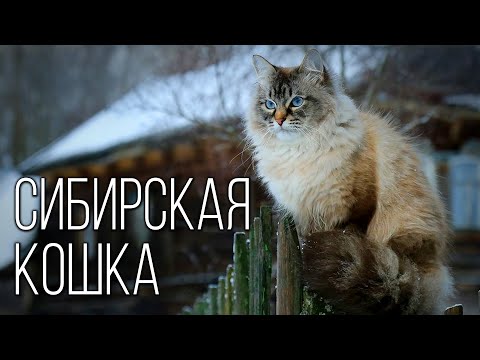 Сибирская кошка: Пушистая долгожительница | Интересные факты про породы кошек