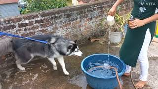 Shadow's Grooming 🥰( part -1 )
