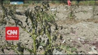 Waspada Cuaca Ekstrem