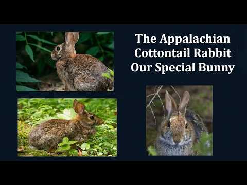 Appalachian Rabbit The Appalachian Cottontail Rabbit: Our Special Bunny - YouTube