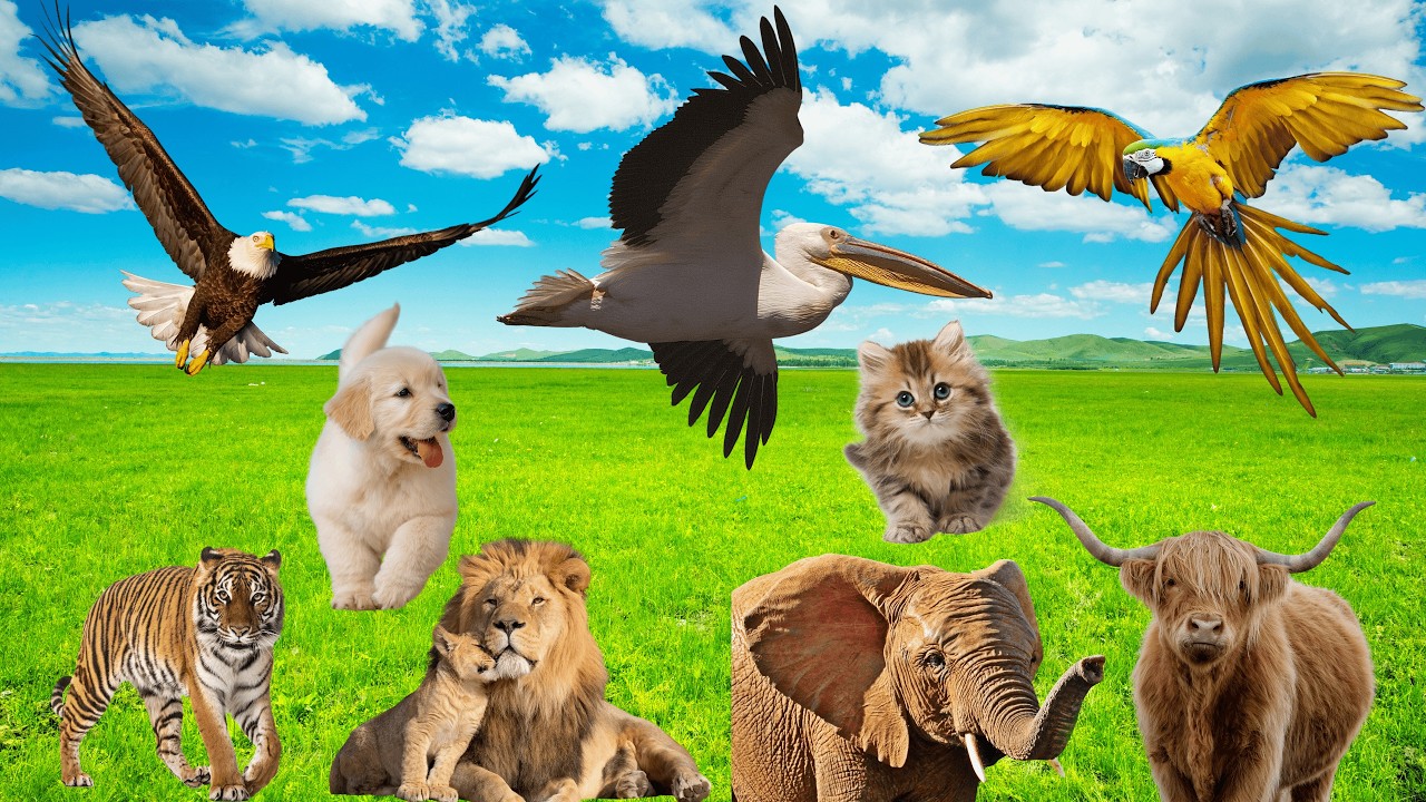 Wonderful Farm Animals | A Relaxing Journey Through Farm & Wild Animal Life