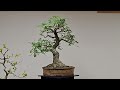 2023 South Australian Bonsai Society Show