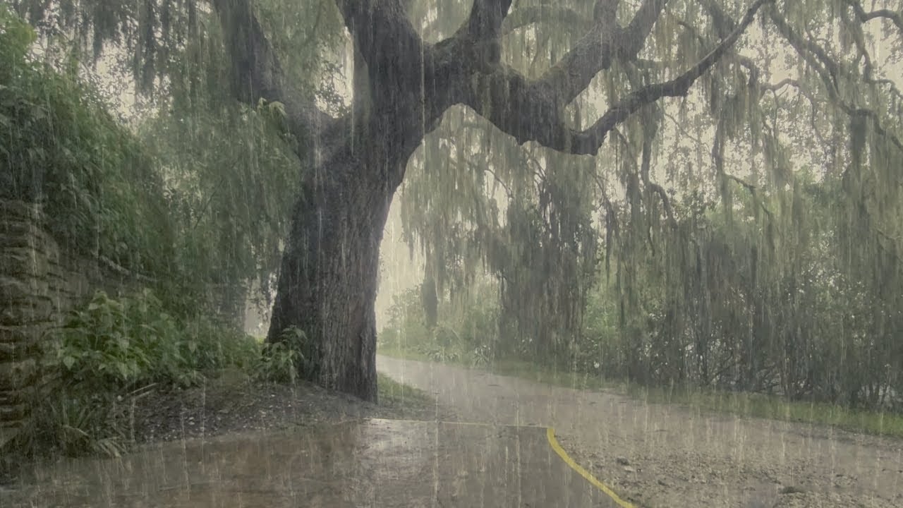 Go to Sleep Fast with this POWERFUL Rain & THUNDER by the Massive Oak TREE-Sleep and Mediation Sound