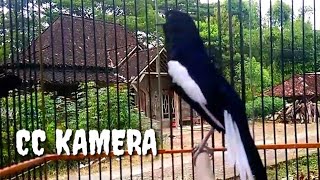 Kacer ngerol nembak dijamin mantab buat pancingan kacer langsung bocor worowor