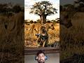 The lion was stunned to see the monkey cleaning the pistol