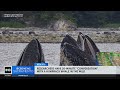 Researchers Have 20 Minute Talk With Whale In The Wild 