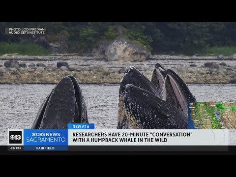 Researchers have 20-minute "talk" with whale in the wild