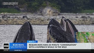 Researchers have 20minute 'talk' with whale in the wild